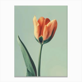 Orange Tulip 2 Canvas Print