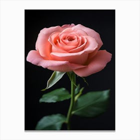 Pink Rose Isolated On Black Background Canvas Print