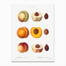 Peach, Pierre Joseph Redoute Canvas Print