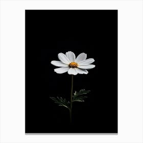 Single White Daisy On Black Background Canvas Print