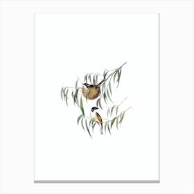 Vintage Lunulated Honeyeater Bird Illustration on Pure White n.0016 Canvas Print