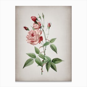 Vintage Common Rose of India Botanical on Parchment Canvas Print