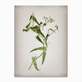 Vintage Rough Bindweed Botanical on Parchment n.0965 Canvas Print