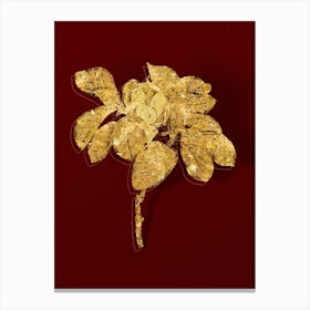 Vintage Magnolia Elegans Botanical in Gold on Red n.0302 Canvas Print