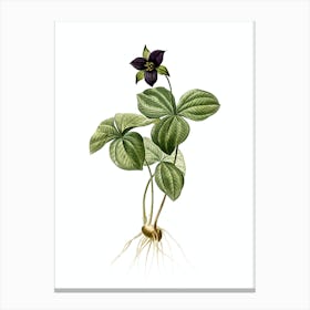 Vintage Trillium Rhomboideum Botanical Illustration on Pure White Canvas Print