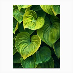 Green Leaves Of Hosta Canvas Print