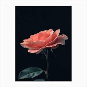 Pink Rose 72 Canvas Print