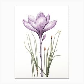 Saffron Vintage Botanical Herbs 0 Canvas Print