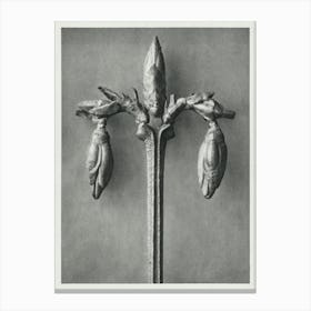 Weeping Forsythia (1928), Karl Blossfeldt Canvas Print