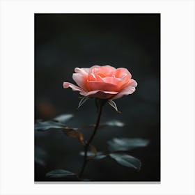 Pink Rose 15 Canvas Print