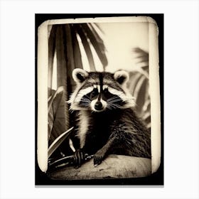 Racoon And Palm Trees Vintage Photography Canvas Print