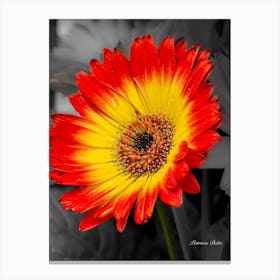 Gerbera Canvas Print