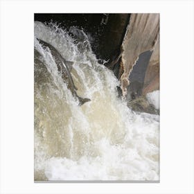 Salmon jumping on the River Ganaraka River, Port Hope, Canada Canvas Print