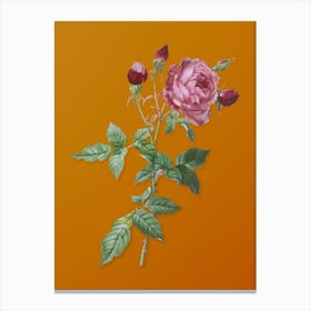 Vintage Provence Rose Botanical on Sunset Orange n.0377 Canvas Print
