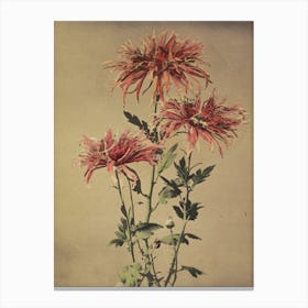 Chrysanthemums 8 Canvas Print