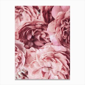 Pink Rose Petals 1 Canvas Print