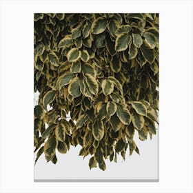 Green Leaves On A Tree Canvas Print