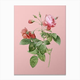 Vintage Pink Boursault Rose Botanical on Soft Pink n.0369 Canvas Print