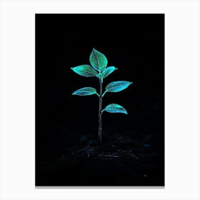 Young Plant In The Dark Canvas Print