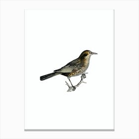 Vintage Common Blackbird Bird Illustration on Pure White n.0124 Canvas Print
