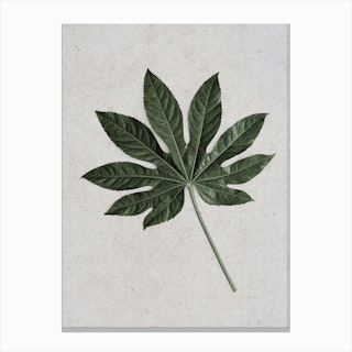 Tropical Aralia Leaf Canvas Print