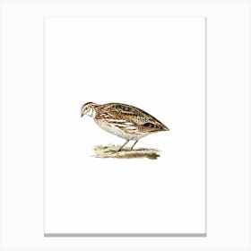 Vintage Common Quail Bird Illustration on Pure White n.0069 Canvas Print