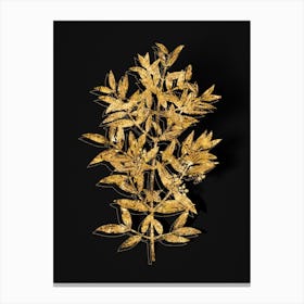 Vintage Phillyrea Tree Branch Botanical in Gold on Black n.0064 Canvas Print