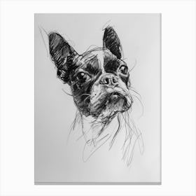 Boston Terrier Dog Charcoal Line 1 Canvas Print