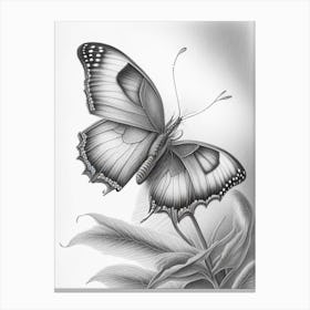 Butterfly On Flower Greyscale Sketch 2 Canvas Print
