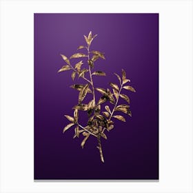 Gold Botanical Alabama Dahoon Branch on Royal Purple n.2738 Canvas Print