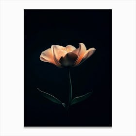 Tulip 8 Canvas Print