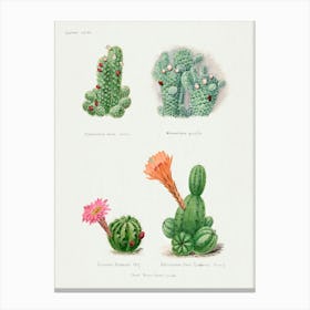 Assorted Cacti, Familie Der Cacteen Canvas Print