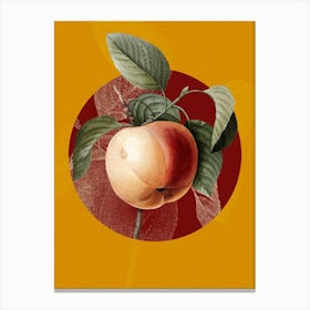 Vintage Botanical Snow Calville Apple Calville Blanc on Circle Red on Yellow n.0180 Canvas Print
