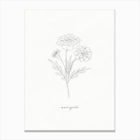 Marigold Line Drawing Canvas Print