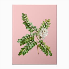 Vintage Clammy Locust Botanical on Soft Pink n.0898 Canvas Print