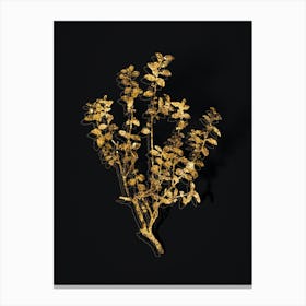 Vintage Cape Myrtle Botanical in Gold on Black n.0174 Canvas Print