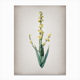 Vintage Pale Yellow Eyed Grass Botanical on Parchment n.0288 Canvas Print