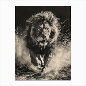 Barbary Lion Charcoal Drawing Hunting 2 Canvas Print