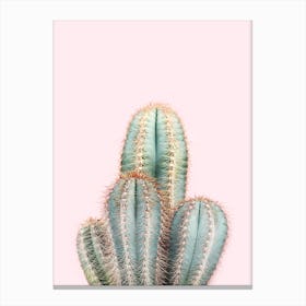 Cactus On Pink Canvas Print
