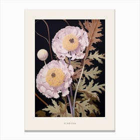 Flower Illustration Scabiosa 4 Poster Canvas Print