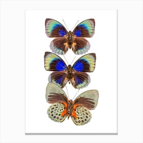 Three Colored Butterflies Canvas Print