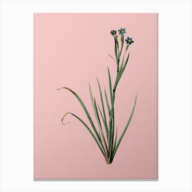 Vintage Bermudiana Botanical on Soft Pink n.0836 Canvas Print