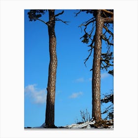 Pine Trees Against Blue Sky Canvas Print