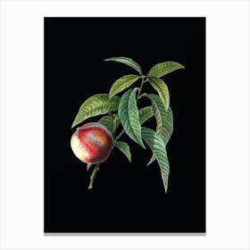 Vintage Peach Botanical Illustration on Solid Black n.0288 Canvas Print