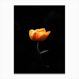 Single Orange Flower On Black Background 11 Canvas Print