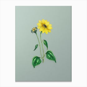 Vintage Trumpet Stalked Sunflower Botanical Art on Mint Green n.0751 Canvas Print