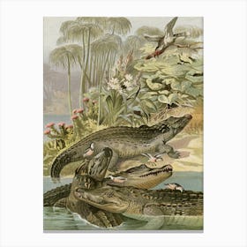 Vintage Brehm 1 Krokodil Canvas Print