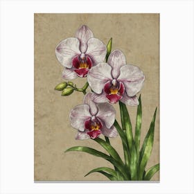 Orchids 1 Canvas Print