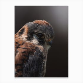 American Kestrel Canvas Print