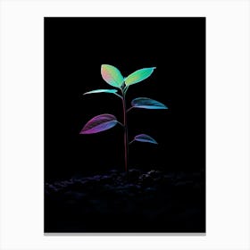 Small Green Plant In The Dark 4 Canvas Print